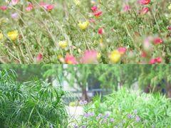 -新江湾城公园
