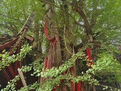 -青城山