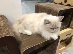-瞄一喵猫咖(格力海岸店)