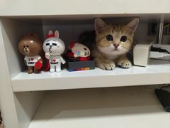 -小猫来了·猫舍(红山六九七九店)