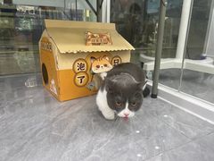 -爱洗澡的猫(天河路店)