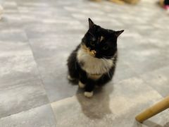 -楼上猫咖(罗湖店)