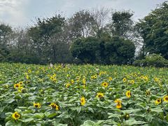 -松山湖梦幻百花洲