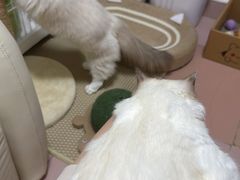 -瑞鹏宠物医院华南总院·夜诊·心脏科·骨科