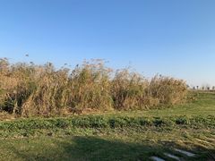 -洪湖湿地生态园