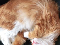 -平行世界·猫咖(首经贸店)