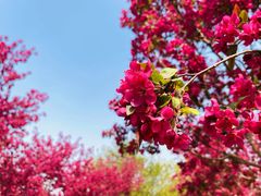 -石家庄市植物园