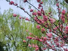 -杭州西湖柳莺里酒店·闻莺厅