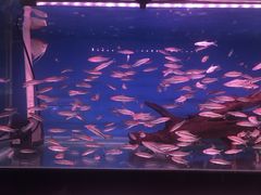 -中环花鸟鱼虫市场