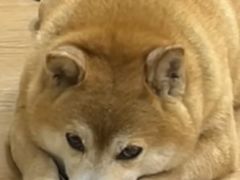 -是阿柴呀！柴犬咖啡·爱喵喵猫咖