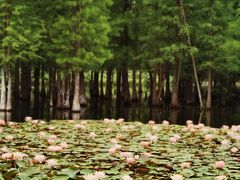 -白鹭湾湿地公园