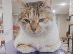 -伟伟宠物医院·CT影像中心·瑞派犬猫综合性门诊(汉口总院)