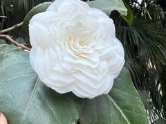 -龙森园火锅(琴台路店)