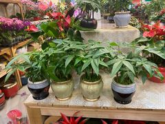 -双季花艺园艺市场(浦东店)