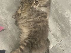 -楼上猫咖(罗湖店)