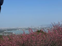 -香雪海
