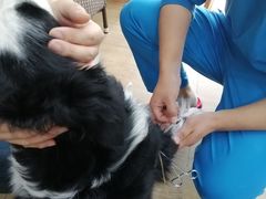 -美联众合宠物医院·爱萌分院·内外科·猫科中心