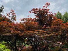 -十八棵（老龙井）御茶园(老龙井店)