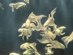 -西安曲江海洋极地公园