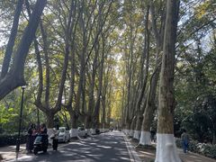 -灵谷景区