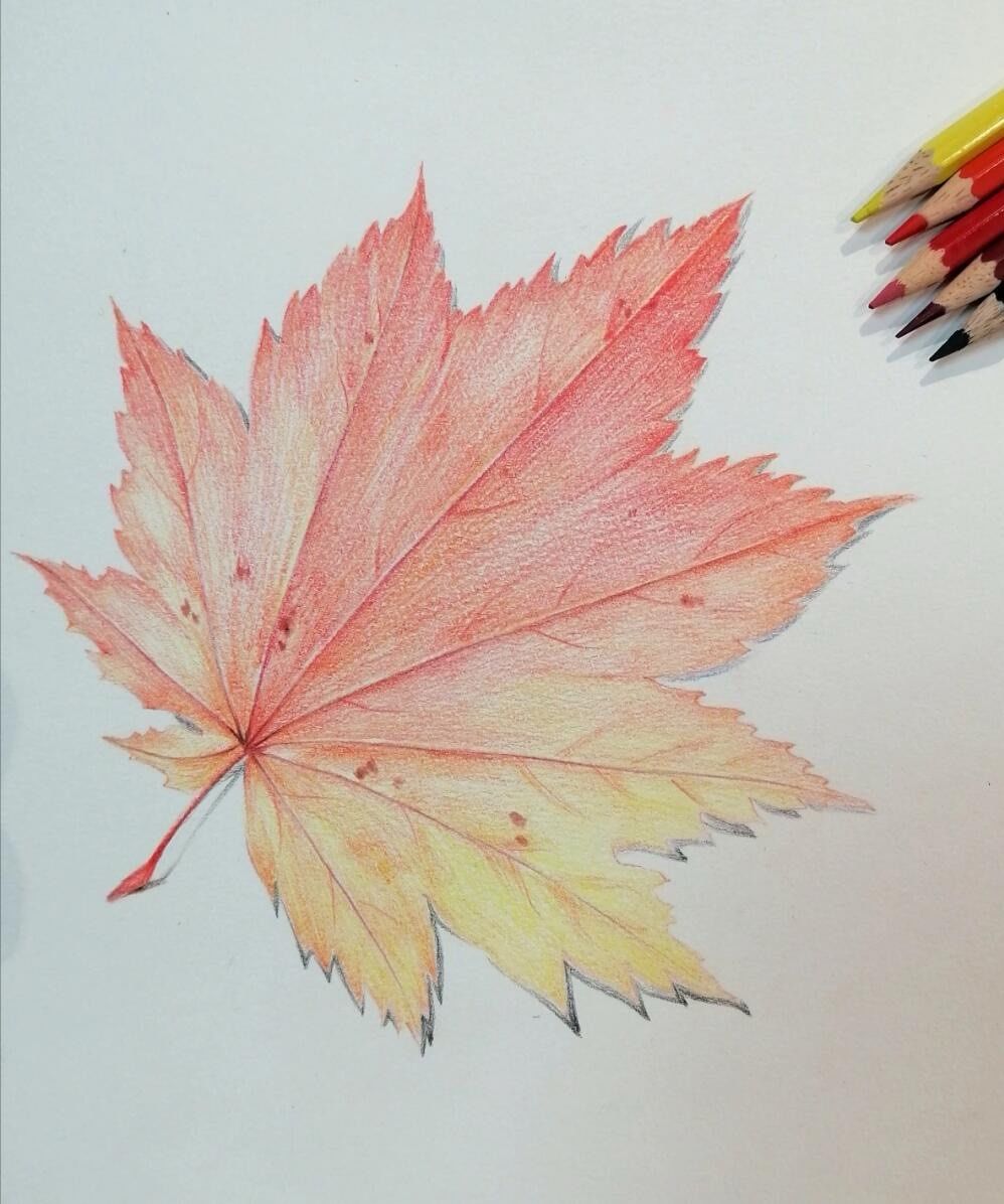 我的随手画!彩铅画枫叶,绘出积极进取的花语!