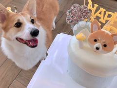 -汪说喵讲宠物乐园宠物酒店(红星美凯龙店)