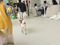 -怪兽屋·羊驼·猫咖·狗咖(俊华广场店)
