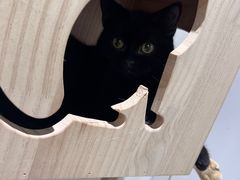 -COLOR PETS 撸猫馆·购猫·猫咖(长风大悦城店)