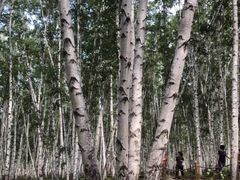 -乌兰布统景区-白桦林