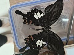 -昆明动物园