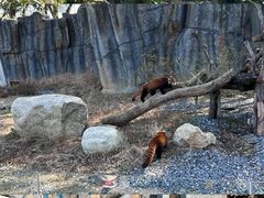 -武汉动物园