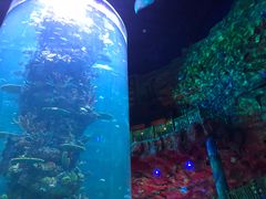 -青岛嘉年华主题乐园