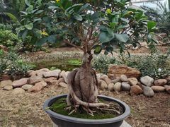 -石家庄市植物园
