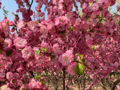 -大兴滨河森林公园