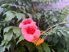 -青果巷历史文化街区