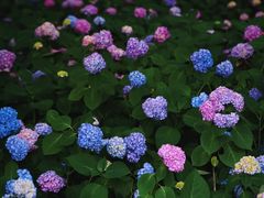 -上海滨江森林公园