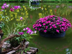 -深圳仙湖植物园