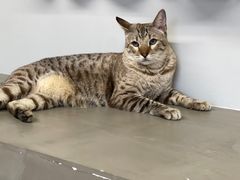 -Cappucimeow猫咪咖啡馆(韦伯时代店)