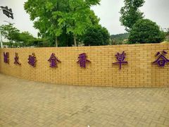 -大塘金香草谷