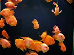 -海合安天津极地海洋公园