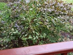 -故乡缘·香格里拉山庄(冷竹路店)