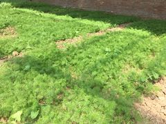 -万源龙顺度假庄园生态观光园