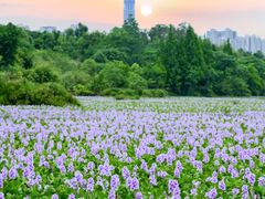 -白鹭湾湿地公园