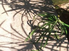 门面-广州珠江公园