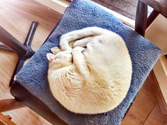 -有猫主题·治愈系猫咖(曾厝垵店)