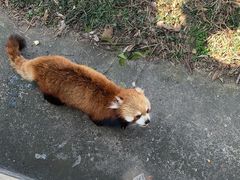 -合肥野生动物园