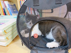 -猫音日语留学培训