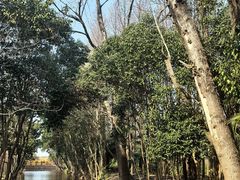 -上海滨江森林公园
