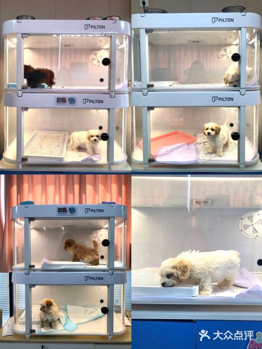翊宠yipet猫狗购宠庄园图片