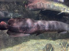 -太平洋海底世界